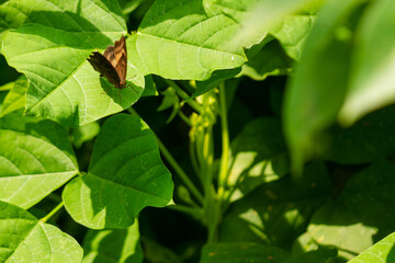 A brown butterfly perches among the green leaves of the winged bean plant, nature theme