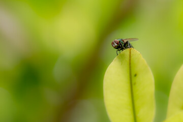 A fly perches on the tip of a young green leaf of a sapodilla plant, blurred green foliage background, nature theme