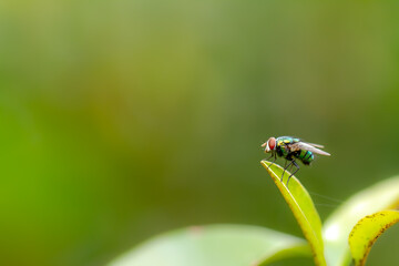 A fly perches on the tip of a young green leaf of a sapodilla plant, blurred green foliage background, nature theme