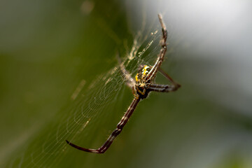 A spider is waiting for prey in its web, blurred green leaves background and bright sunlight, nature concept