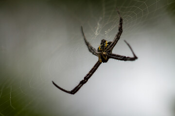 A spider is waiting for prey in its web, blurred green leaves background and bright sunlight, nature concept