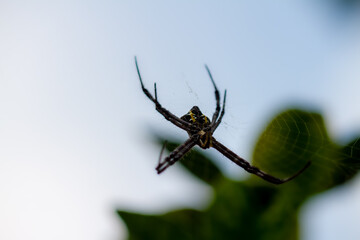 A spider is waiting for prey in its web, blurred green leaves background and bright sunlight, nature concept