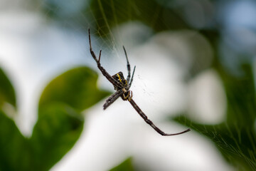 A spider is waiting for prey in its web, blurred green leaves background and bright sunlight, nature concept