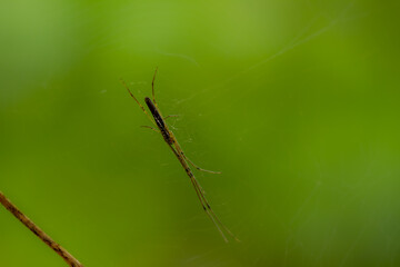 A spider is waiting for prey in its web, blurred green leaves background, nature concept