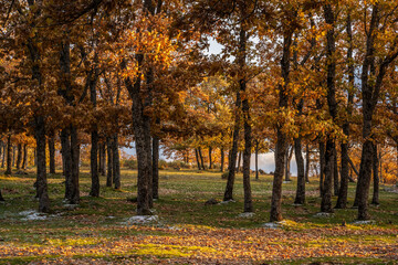 Fototapeta na wymiar Autumn oaks