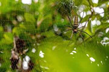 A spider is waiting for prey in its web, blurred green leaves background, nature concept
