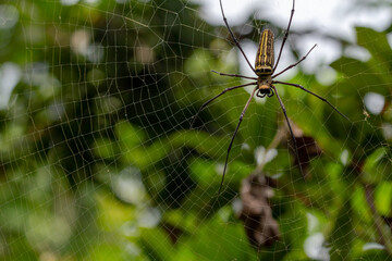 A spider is waiting for prey in its web, blurred green leaves background, nature concept