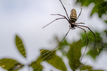 A spider is waiting for prey in its web, blurred green leaves background and bright sunlight, nature concept