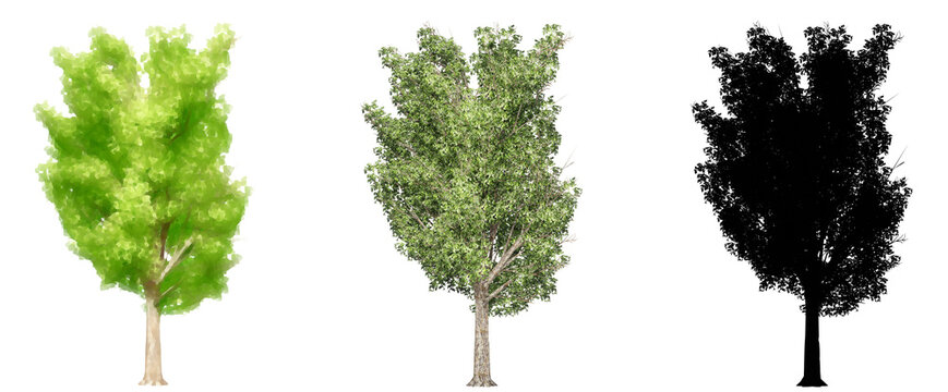Set or collection of Elm Stocky trees, painted, natural and as a black silhouette on white background. Concept or conceptual 3d illustration for nature, ecology and conservation, strength, endurance