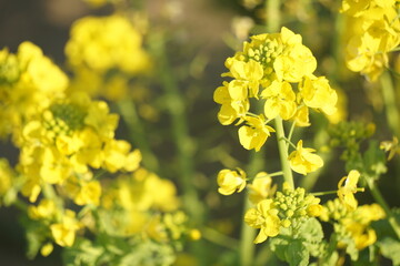 菜の花