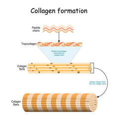 Collagen formation