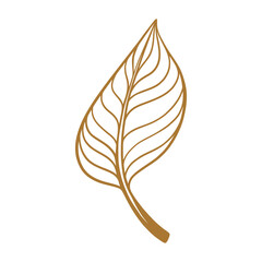 leaf isolated on white