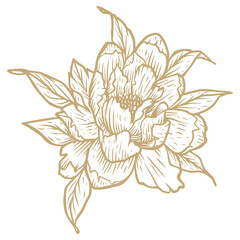 hand drawn illustration of flower
