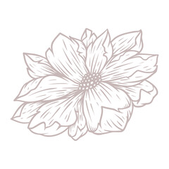 hand drawn flower
