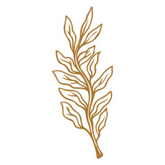 leaves isolated on white