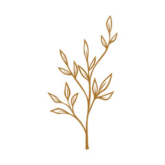 golden wheat isolated on white