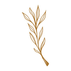 Hand drawn Leaf  isolated on white background