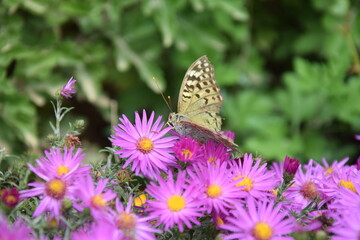Multicolored and graceful butterfly on a flower meadow