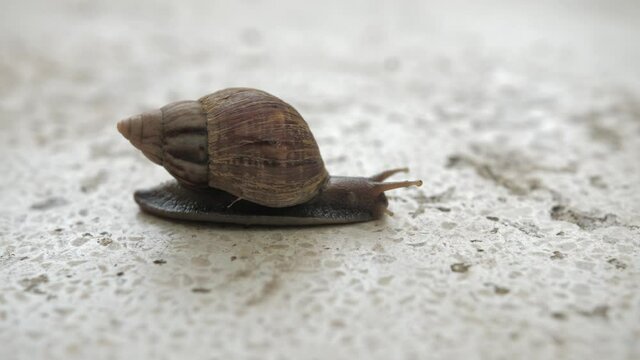 Big tropical snail slowly crowling on the beige tile