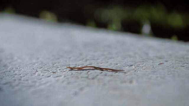 CU wet worm crawling under the sun on the beige background