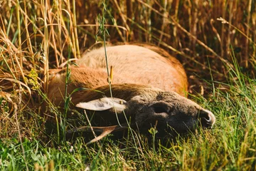 Foto op Plexiglas Carcass of a dead roe deer in field © Bits and Splits