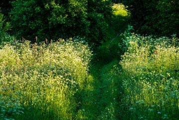 A scenery of a field of plants spreading warmth and joy. Beautiful plant growing in a green field.