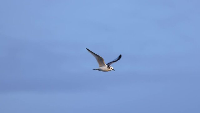 Black-legged kittiwake (Rissa tridactyla) in flight, filmed in slow motion.