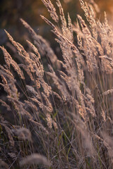 Obraz premium Trendy Pampas Grass outdoor moving in the wind. Abstract background with natural dry reed. Soft focus, blurred background