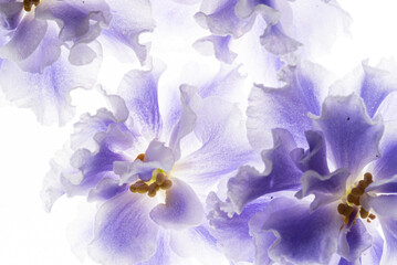 Fototapeta na wymiar blue violet on the white background