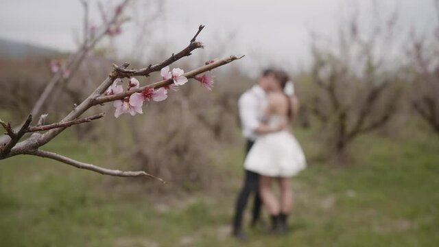 Photo shoot on the background of an orchid.Action. The bride and groom in a short white dress and a veil who kiss and stroke each other next to a tree with pink flowers archidea