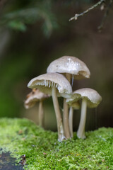 Graubrauner Helmling