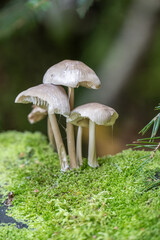 Graubrauner Helmling