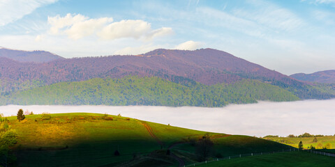 Naklejka premium beautiful landscape of carpathian mountains. fog in the rural valley. forested hills and grassy meadows on hillside in springtime. borzhava ridge in the distance. nature scenery on a sunny morning
