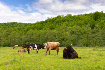 Fototapeta na wymiar cattle grazing on the pasture. countryside landscape in spring. nature scenery with cows on a grassy meadow by the forest. concept of sustainability in agriculture