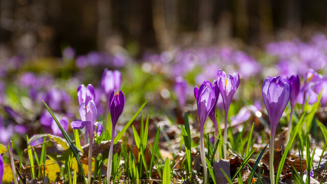 nature background with crocus flowers. violet blooming of garden flora on a sunny day in spring