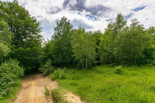 countryside dirt road in to the forest. green nature landscape in summer. grass on the meadow by the road. beautiful scene of natural park in summer. sky with clouds on a sunny day