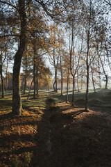 autumn photography of an autumn landscape with fallen leaves