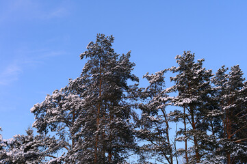 Snow-covered trees in winter and blue sky. Christmas time.
