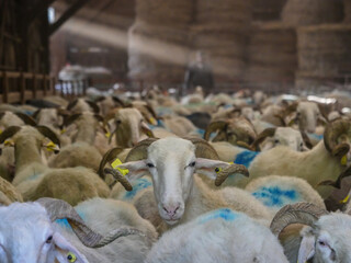 Close up sheep among the flock in sheepfold, High quality photo