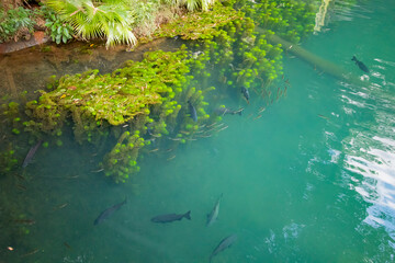 This Is a Beautiful Brazilian Lake