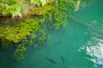 This Is a Beautiful Brazilian Lake