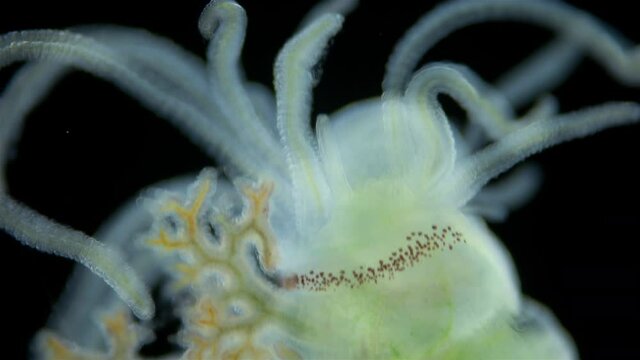 Worm Polychaeta of the family Terebellidae under the microscope has dichotomous branchials that look like horns and many eyes. Red sea