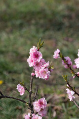 Delicate flowering dwarf peach in early spring