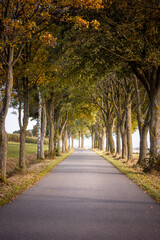 Alley of trees