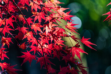 京都　-　【鍬山神社の紅葉】