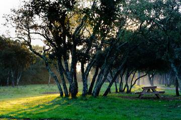 Lever du soleil au bois des Espeisses à Nîmes. Lumière en sous-bois, rayons de soleil et brume. Éveil de la nature.
