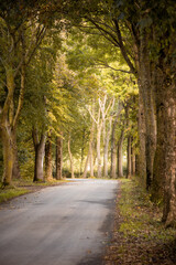 Obraz premium Alley in autumn