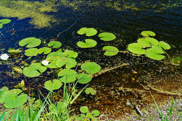 lily pad in the water