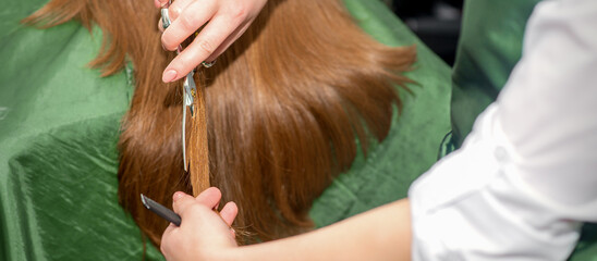 Obraz premium Hands of hairdresser cut woman long hair, close up
