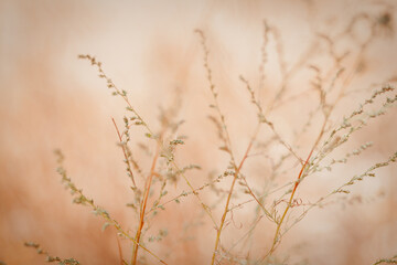 grass in the morning